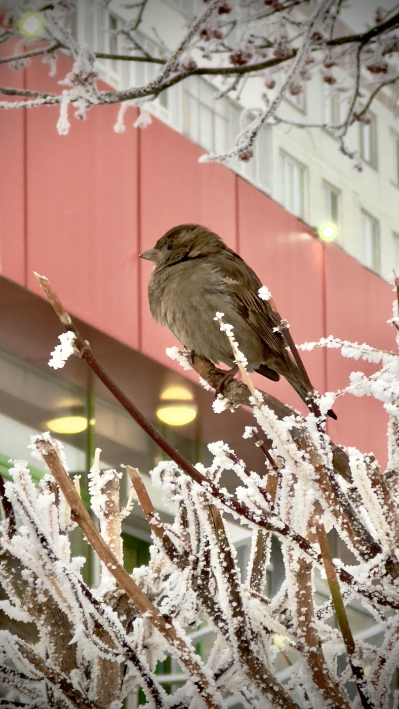 Отдыхает воробей