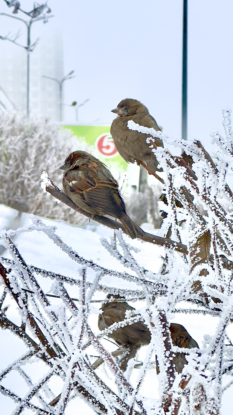 Друзья наши меньшие !