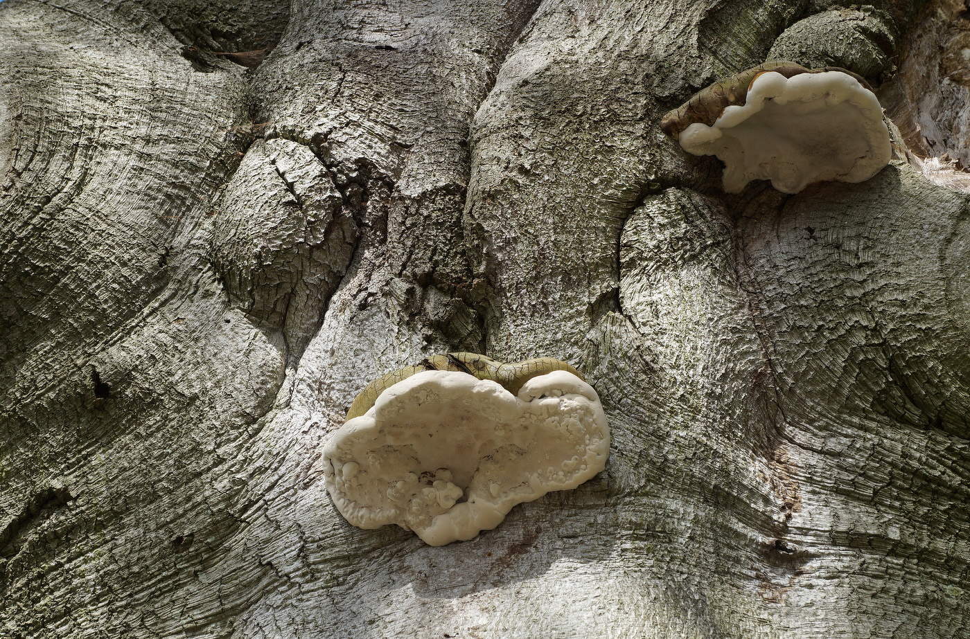 Параллельные миры