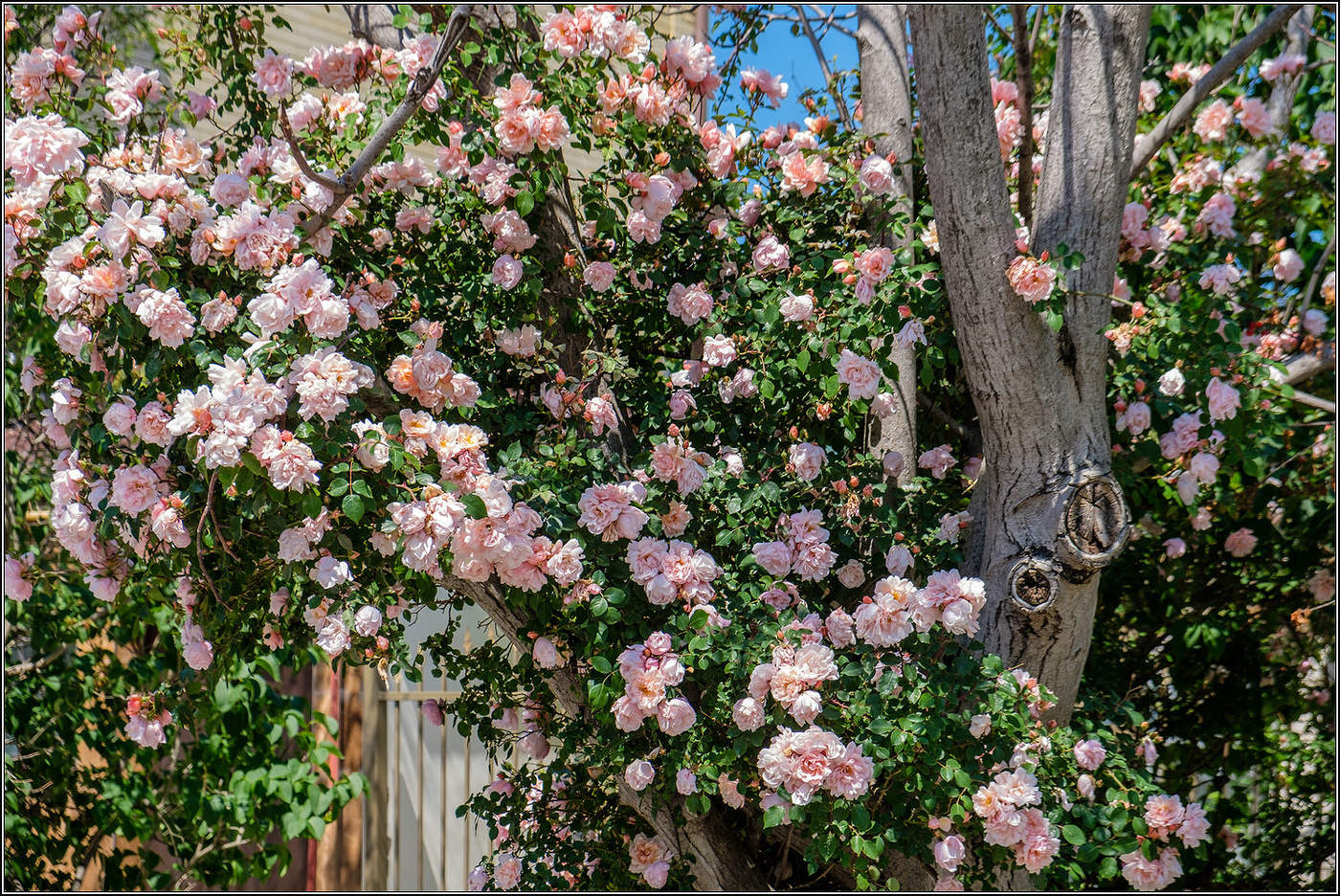Летом на улицах Анапы.