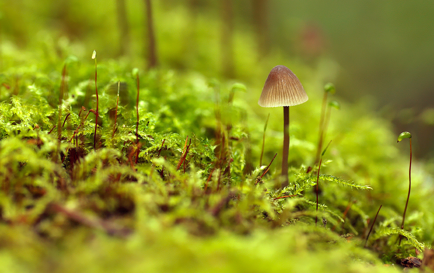 Поганочка?! Зато красивая )))