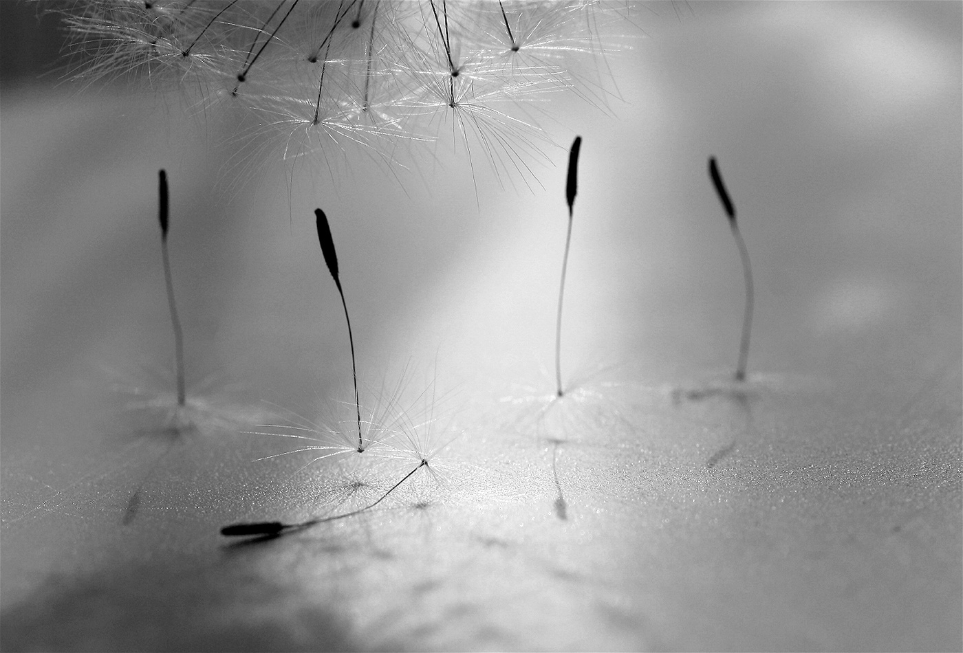 Танец маленьких... одуванчиков