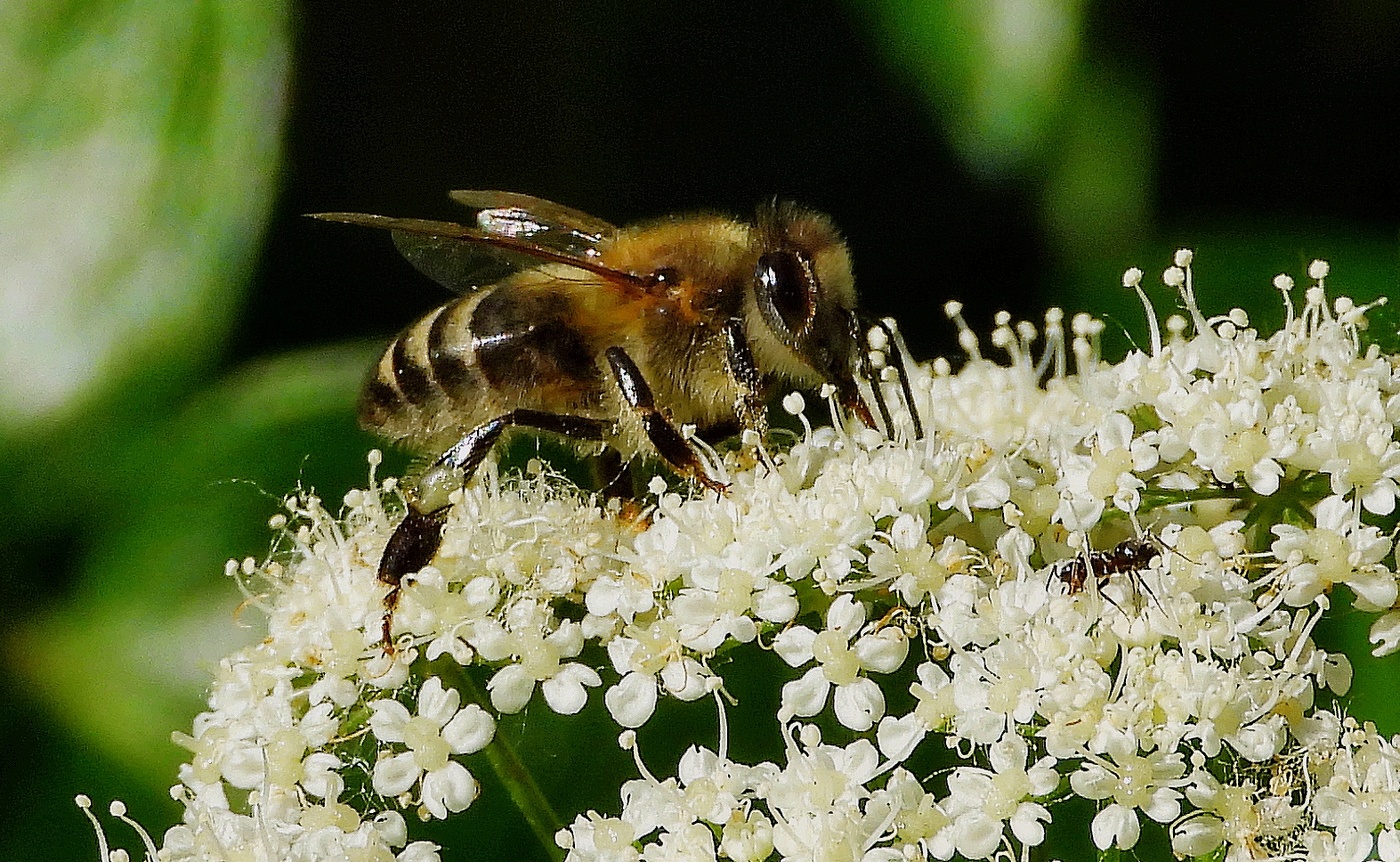 Работница))