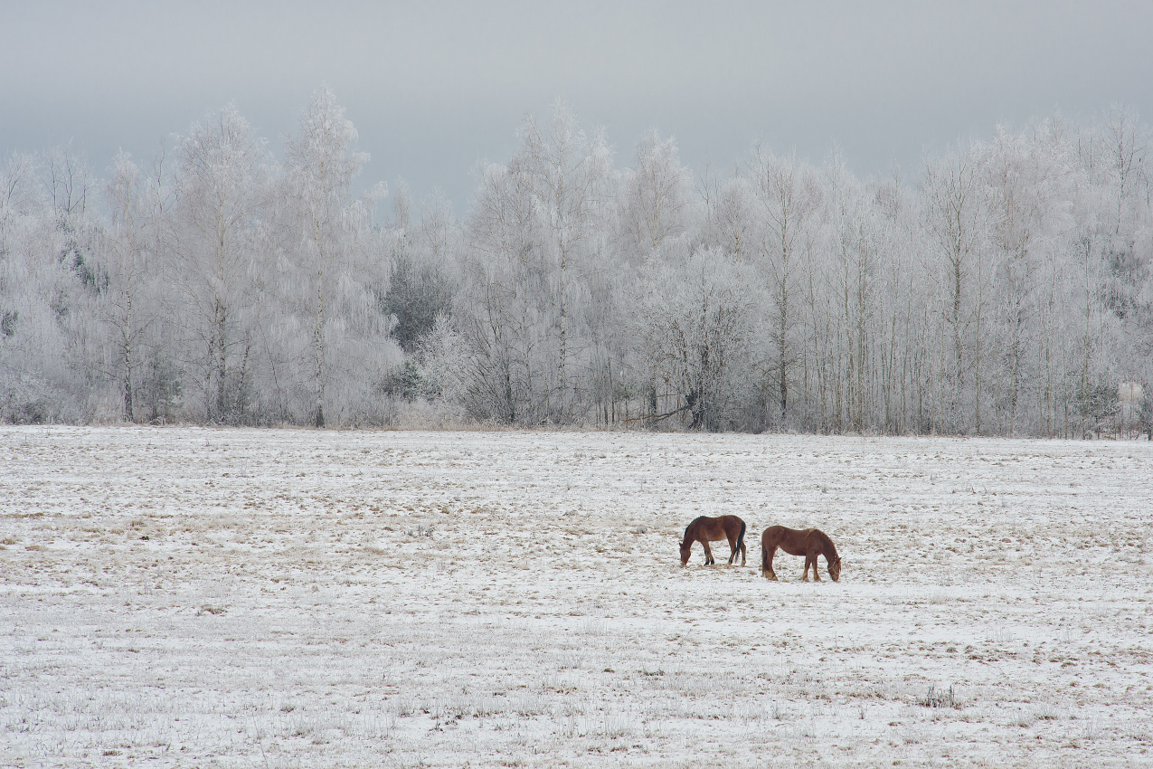 Зимний минимализм
