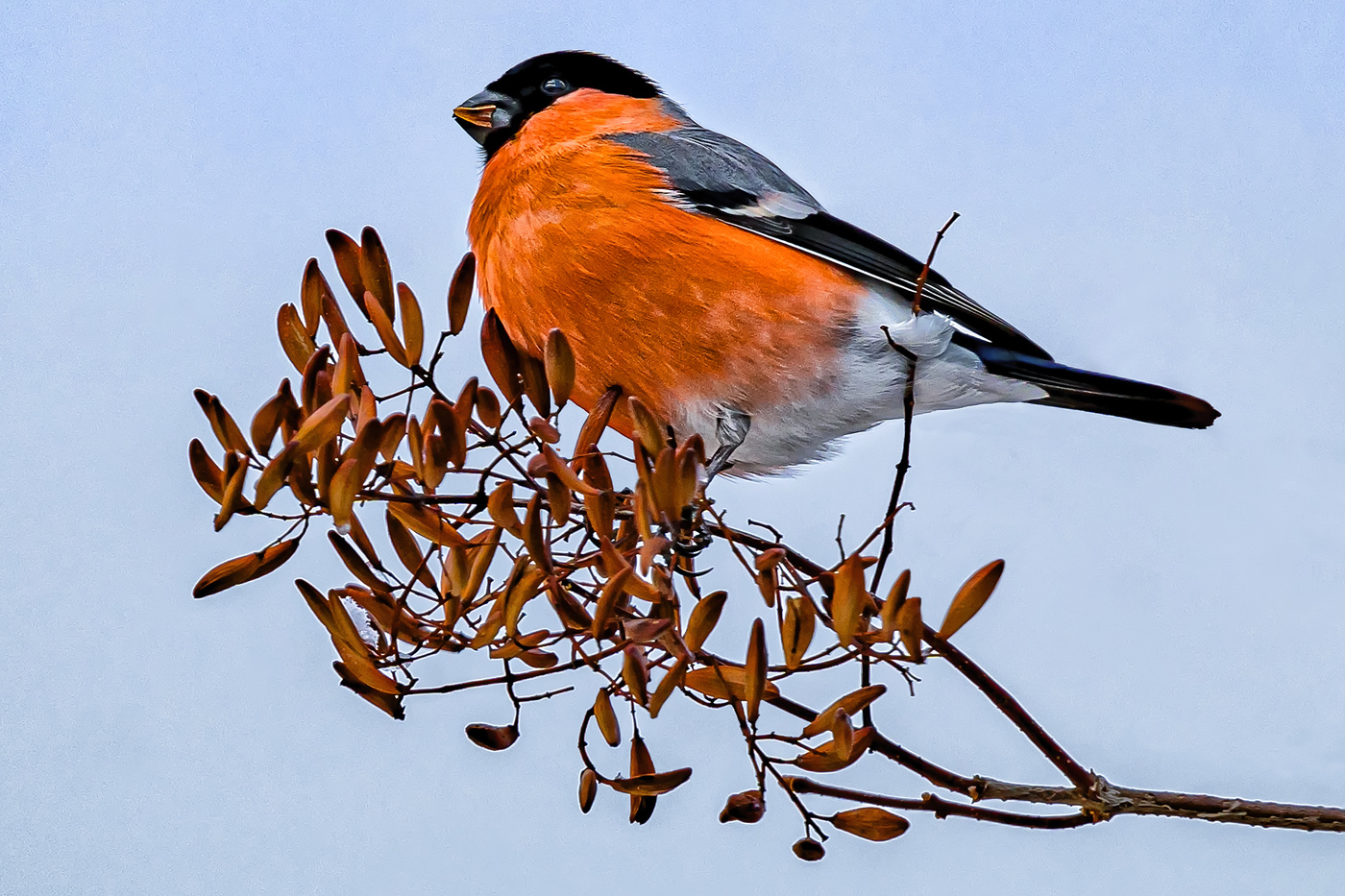 Певчая птица семейства вьюрковых