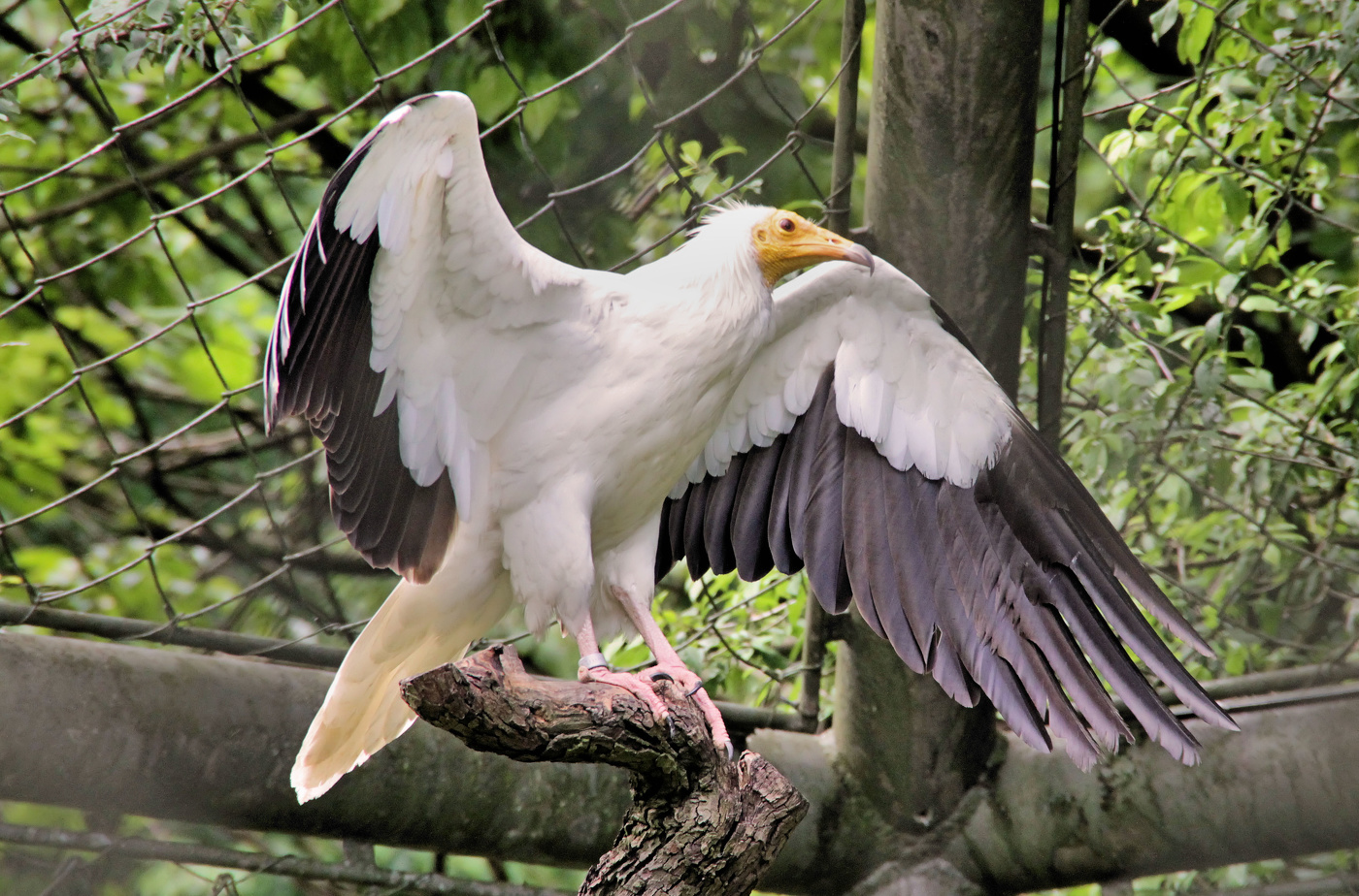 Живая Монтана))