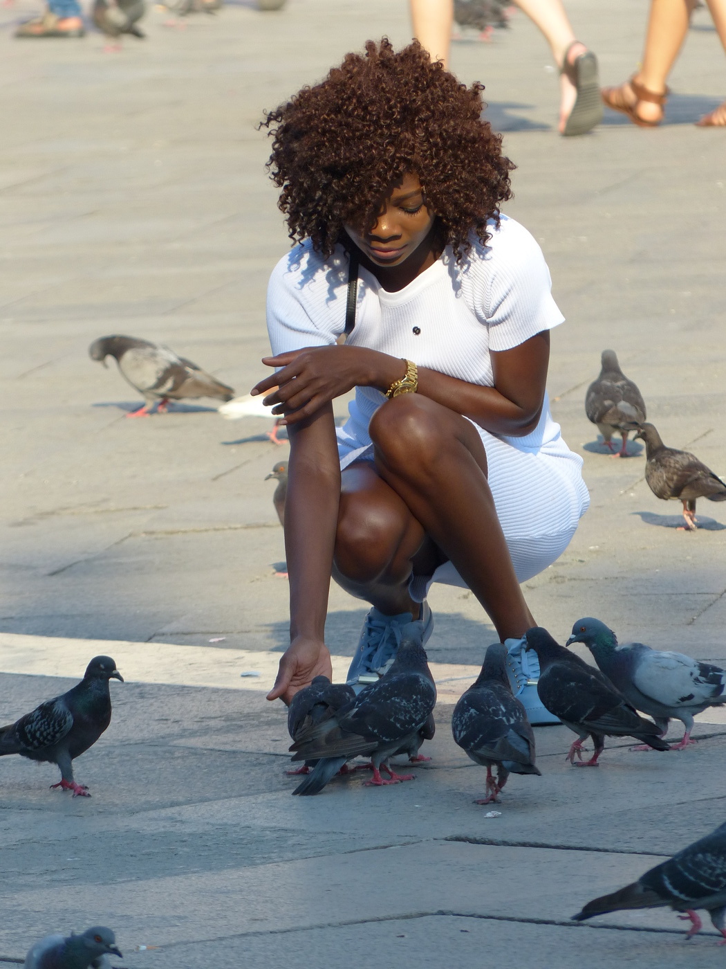 Голуби Сан-марко