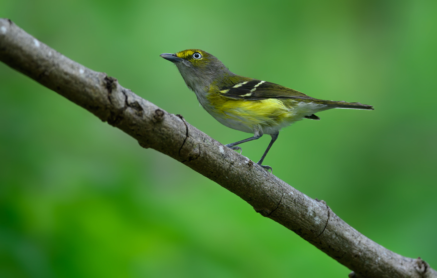 White-eyed Vireo