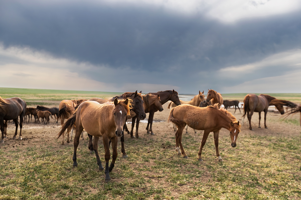Донские мустанги