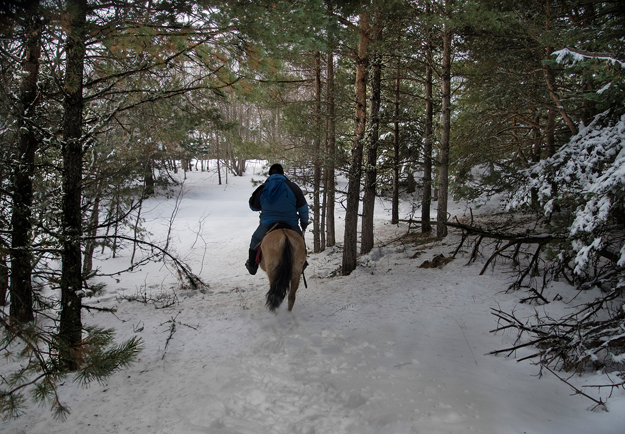 Лесная прогулка