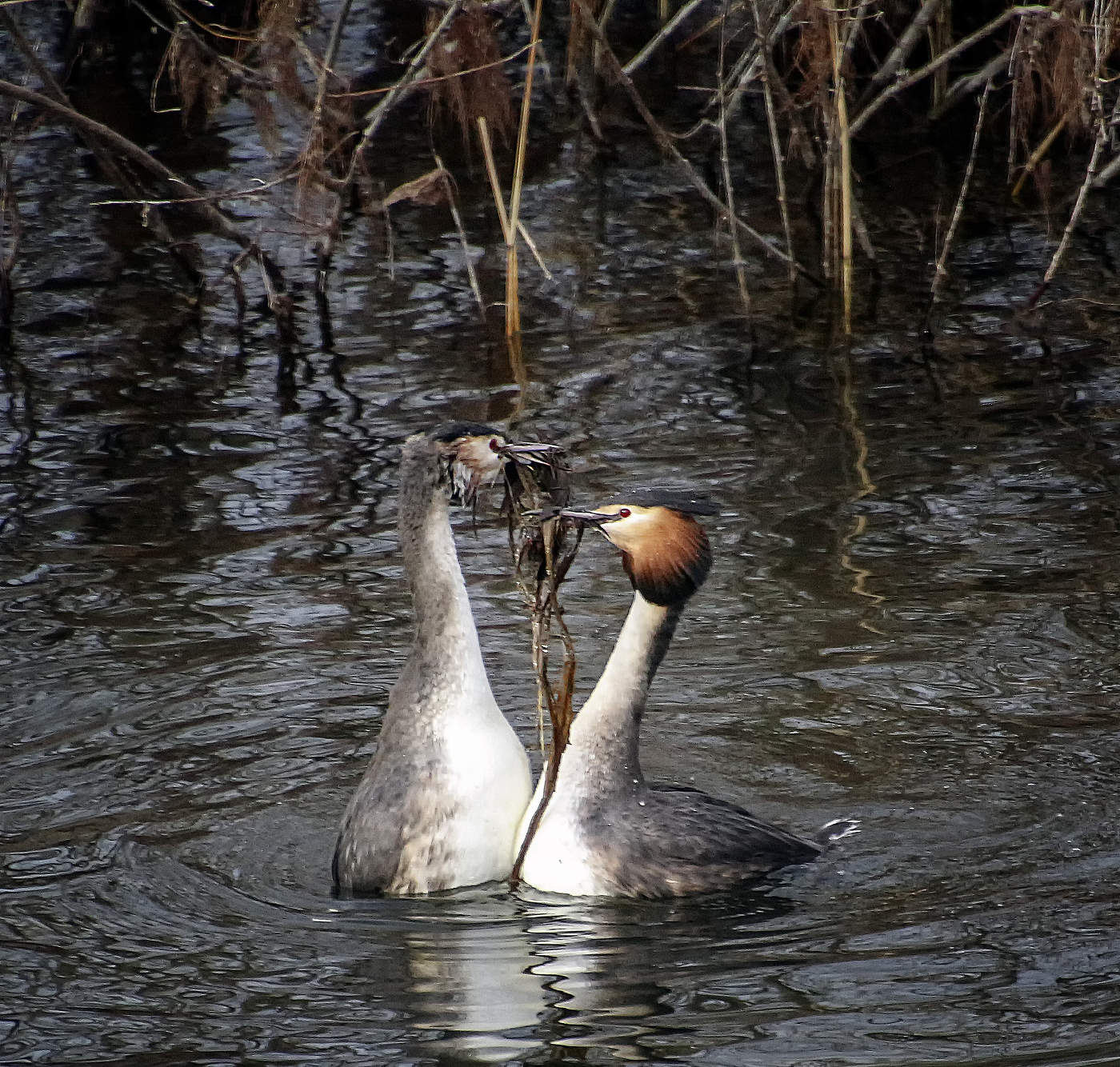 Давай построим новый дом