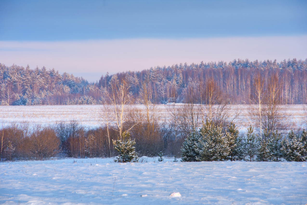 На рассвете близ д. Воронино.