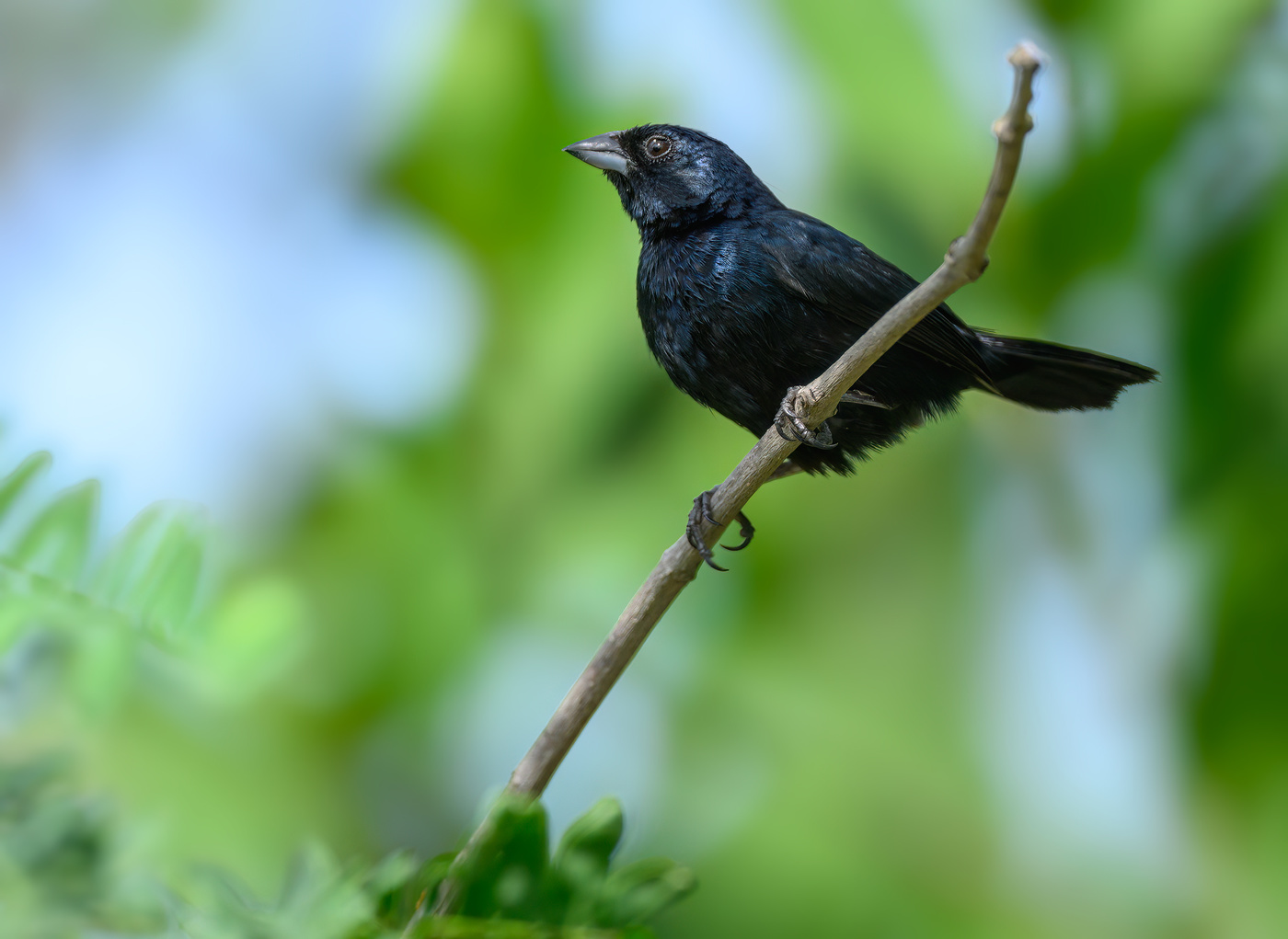 Blue-black Grassquit (m)