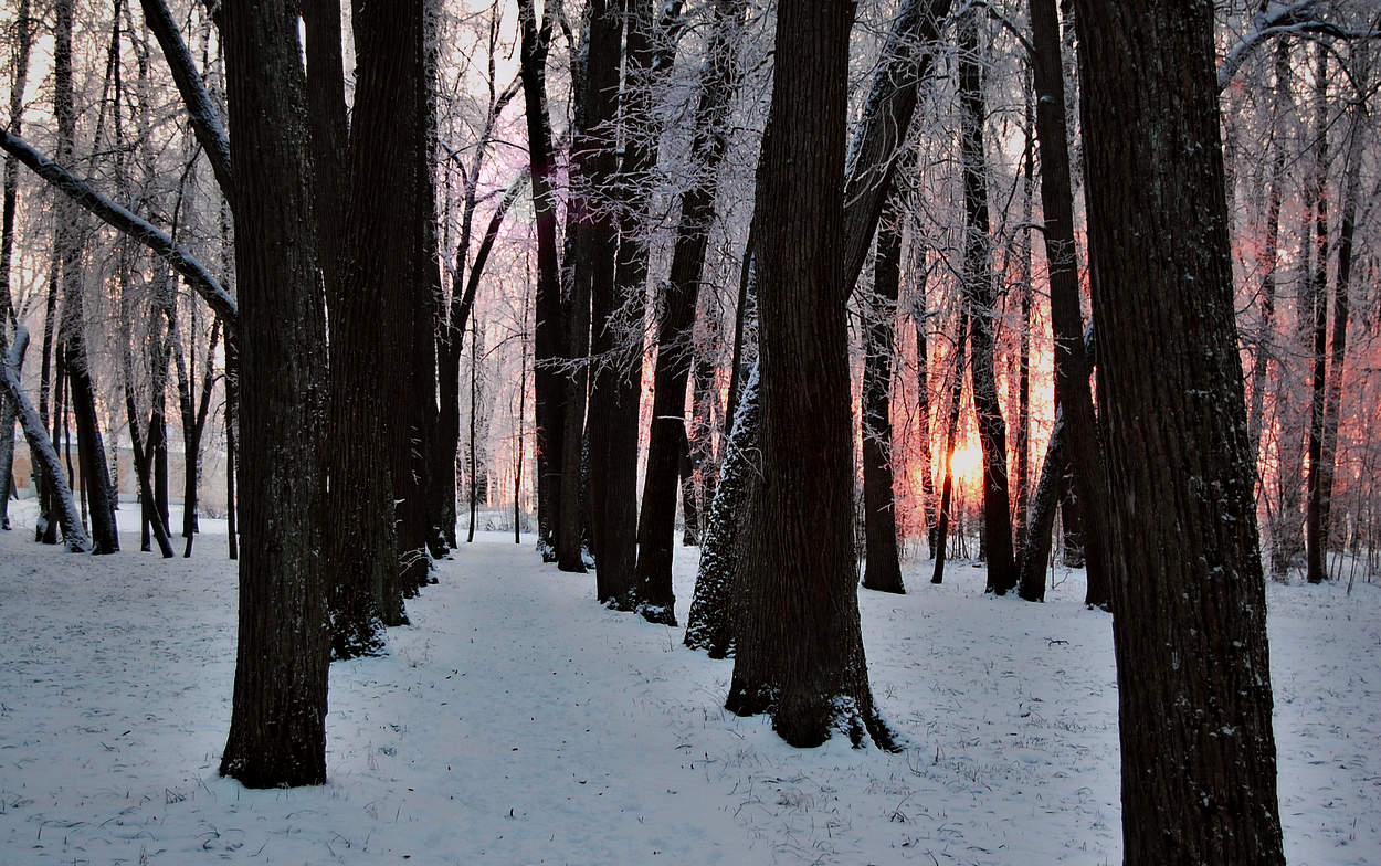 Вечерняя аллея с заходящим солнцем