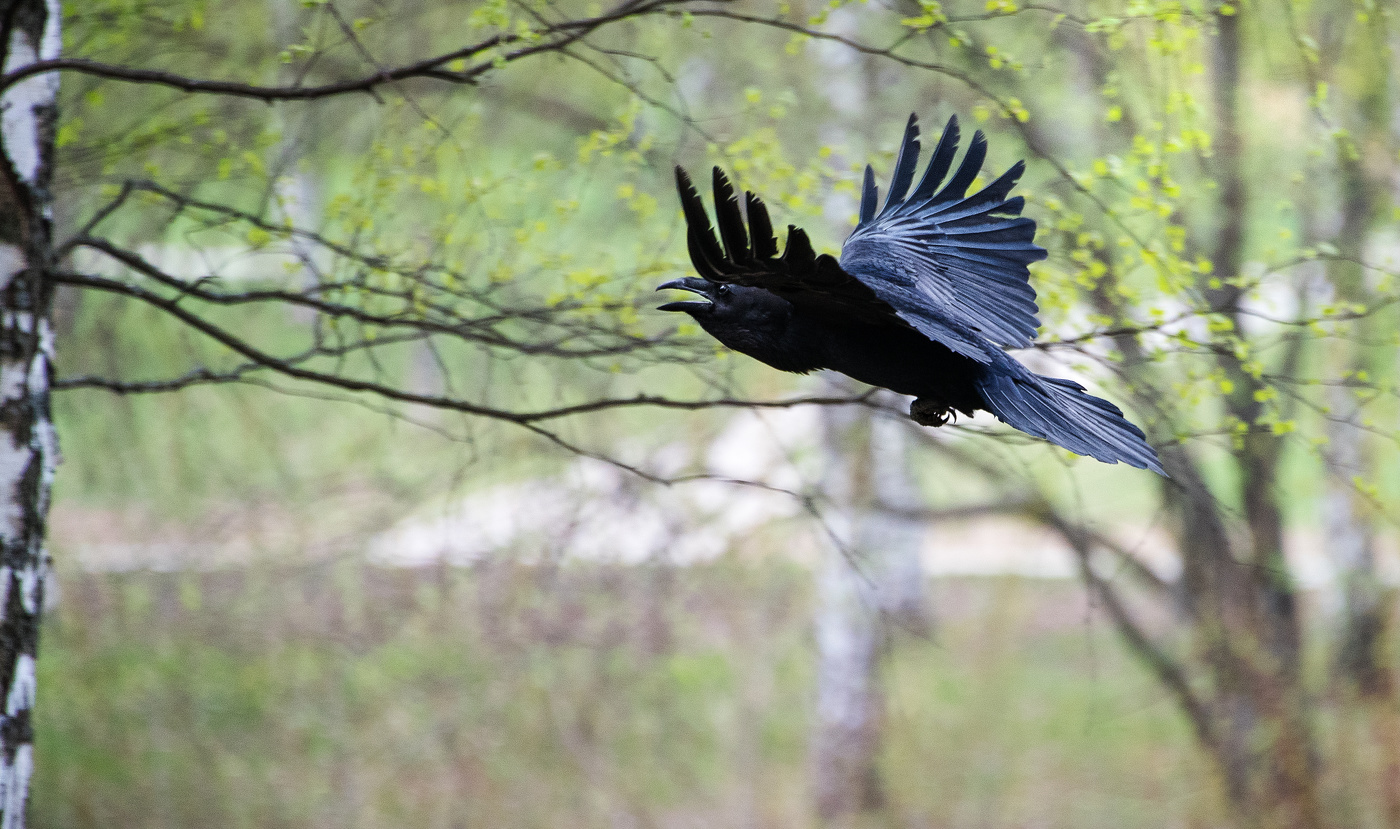 Полет вОрона.
