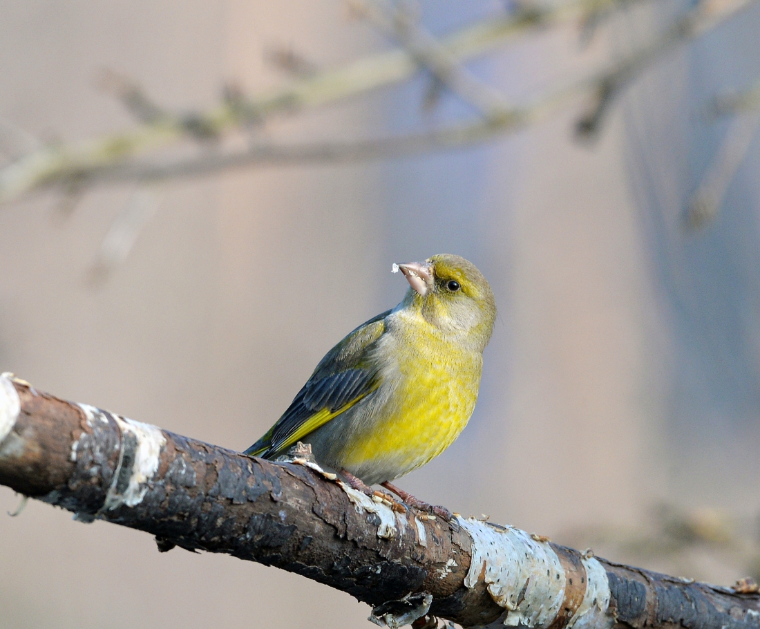 А кушать, хочется всегда......