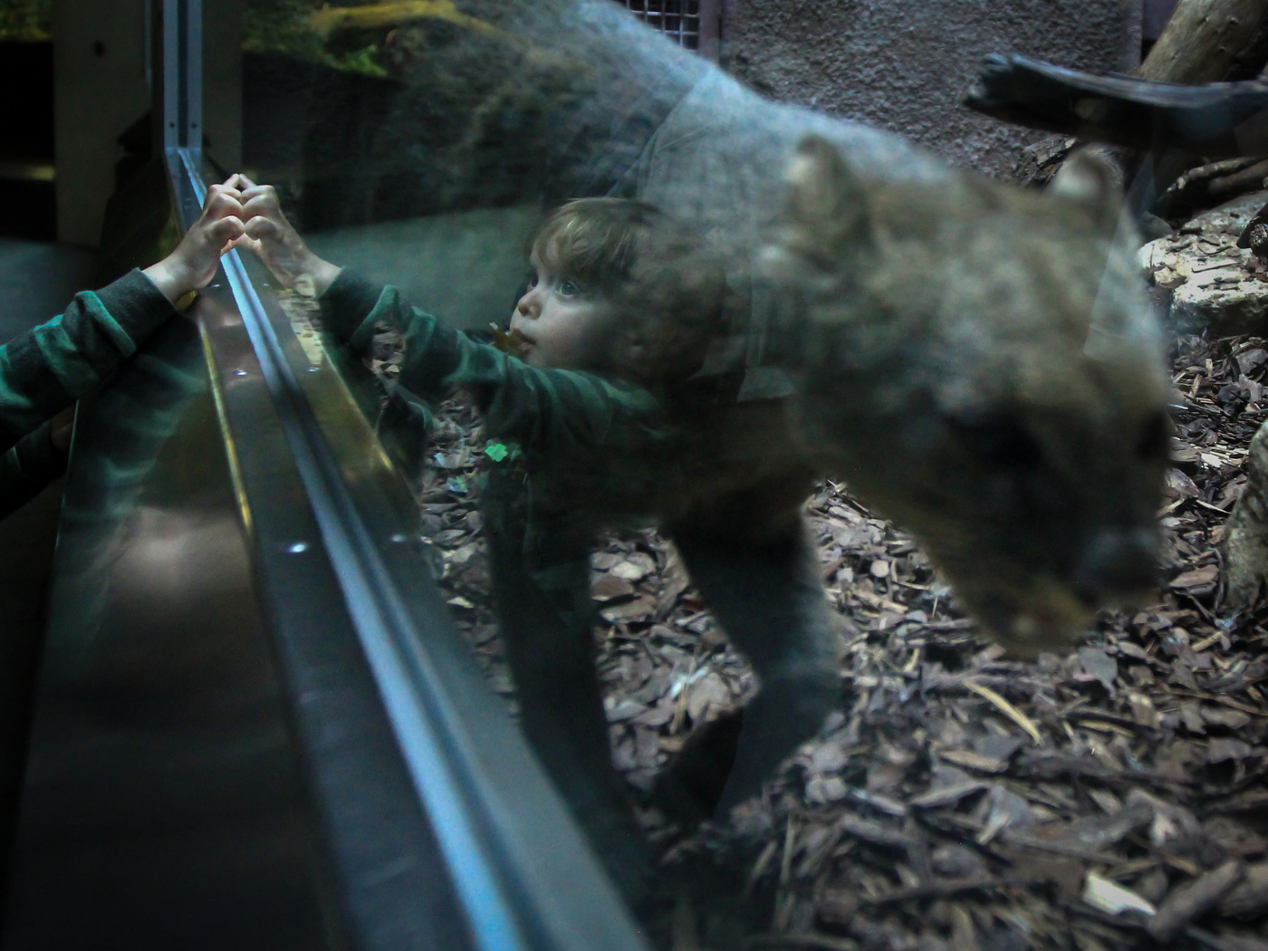 Как не ладили люди с котом