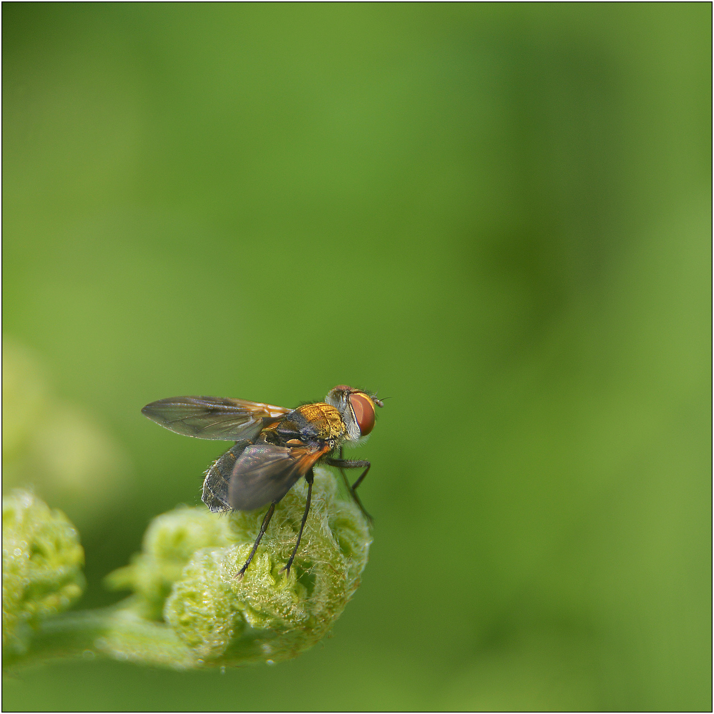 Мир такой зеленый.