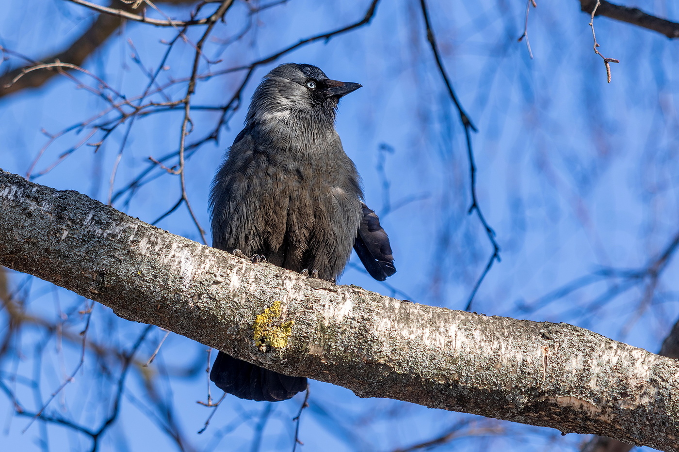 Славная была драка.