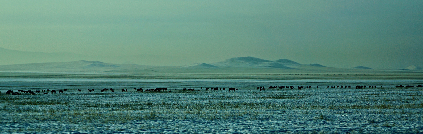 В тувинской степи: тебенёвка