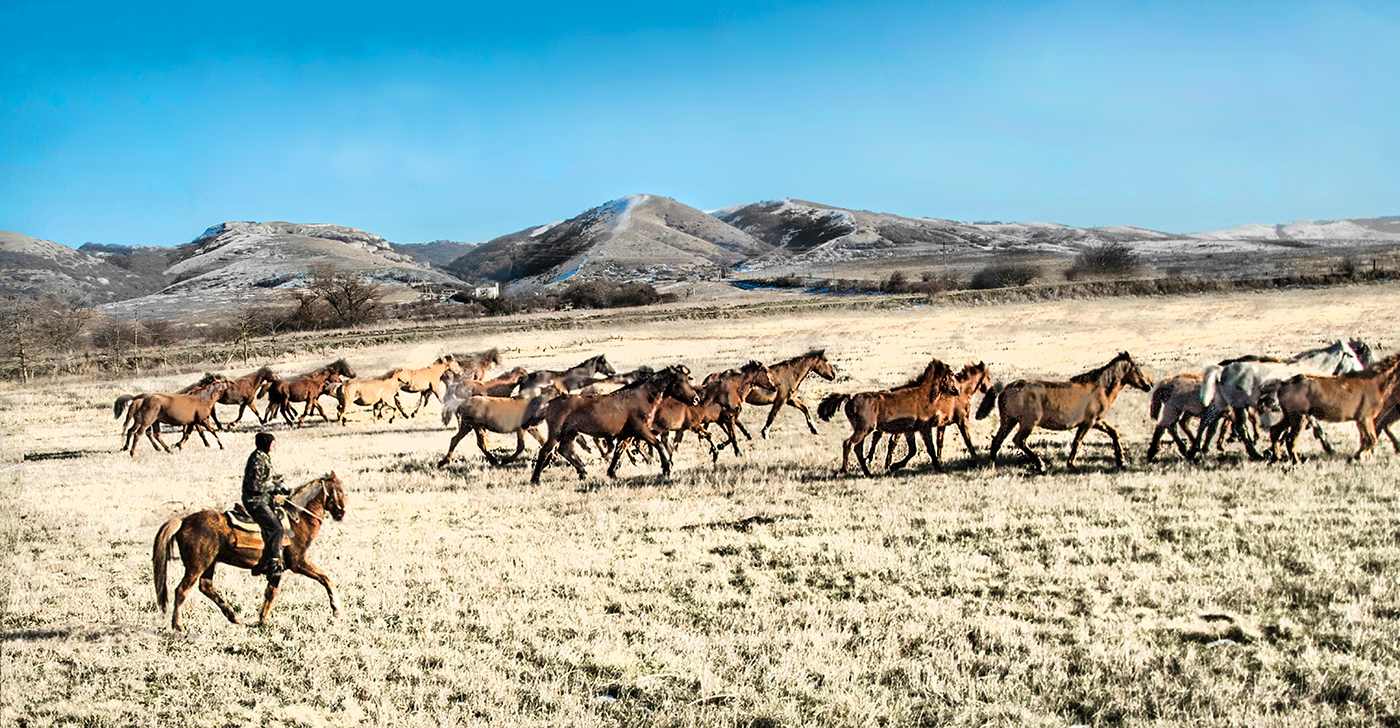 Табун на перегоне