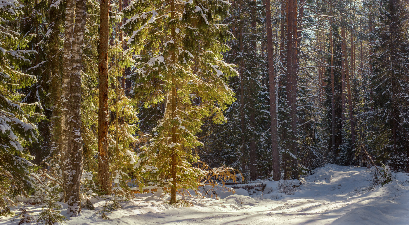 В лучах полуденного солца