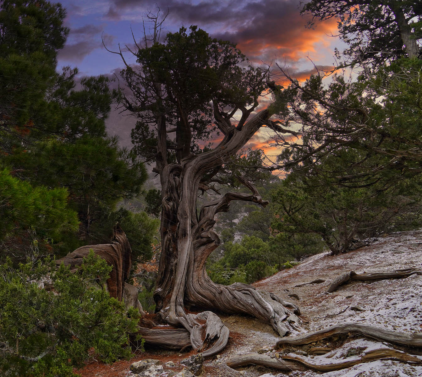 Можжевельник