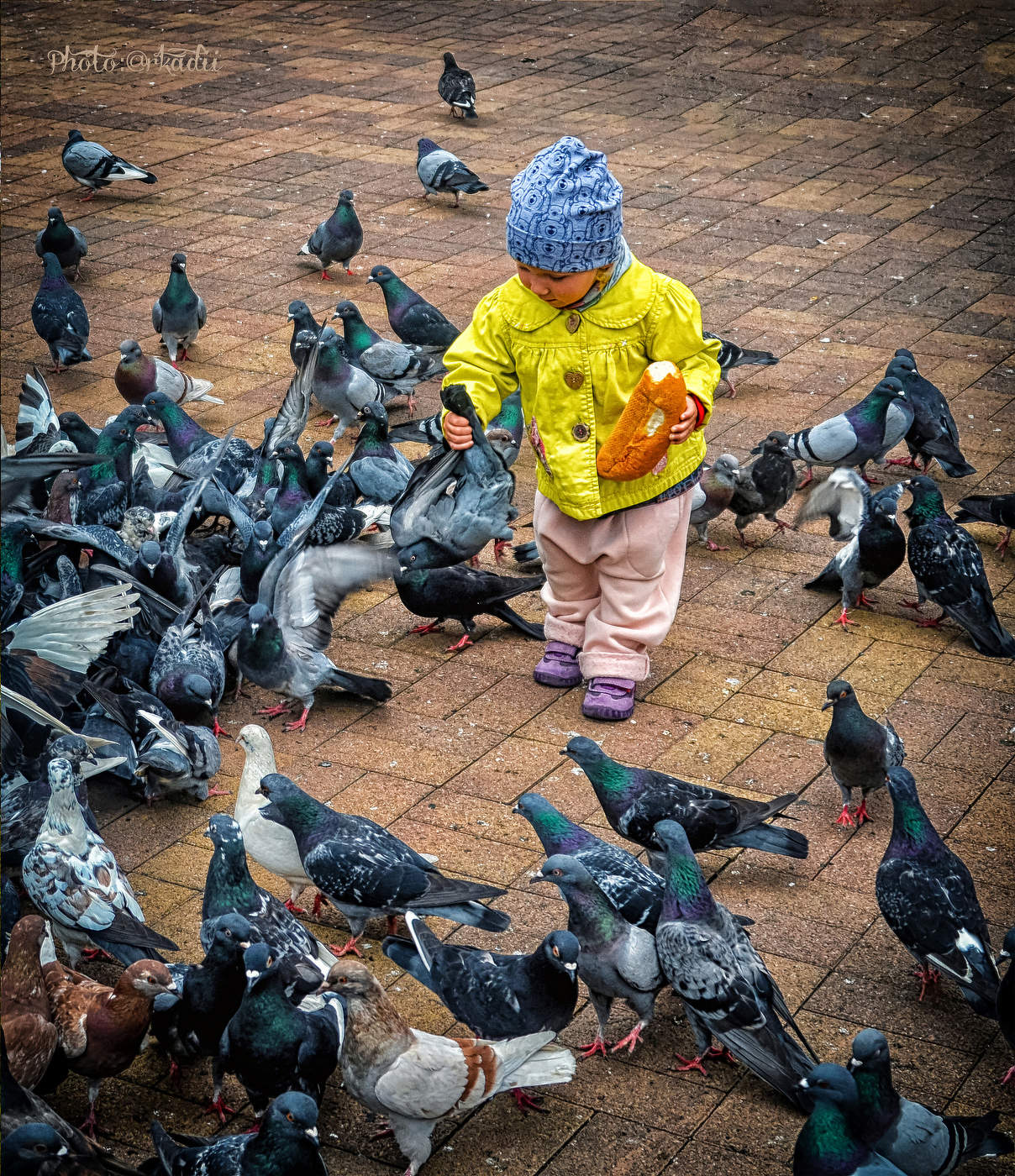 Птицы в городе