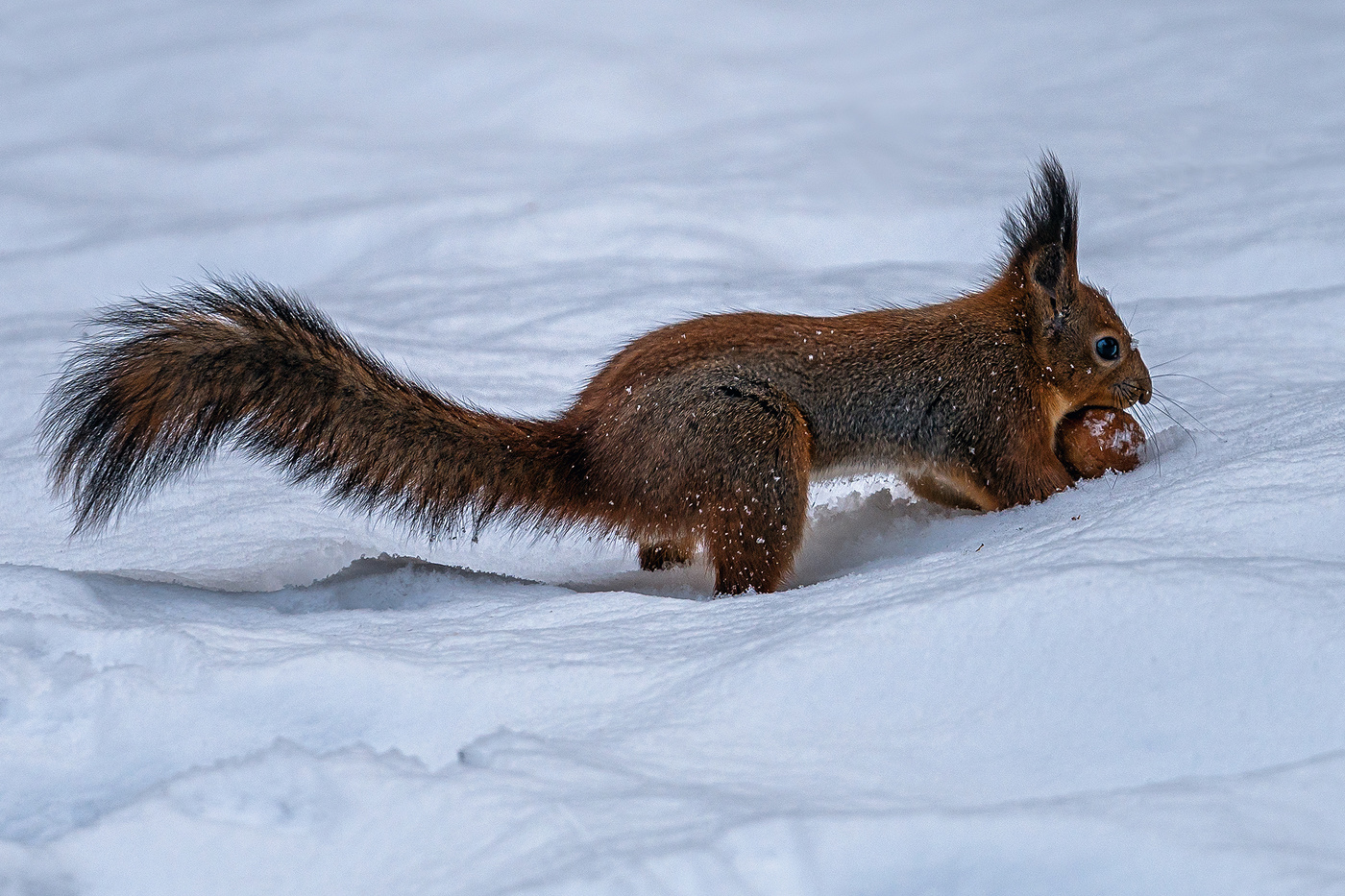 Запасливая белка