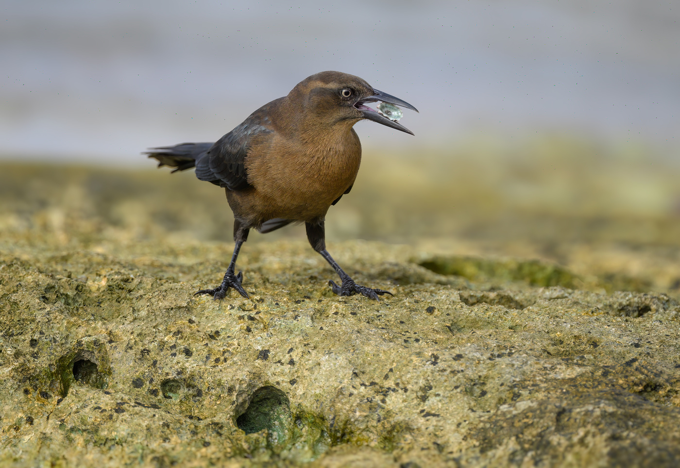 Great-tailed grackle (f)