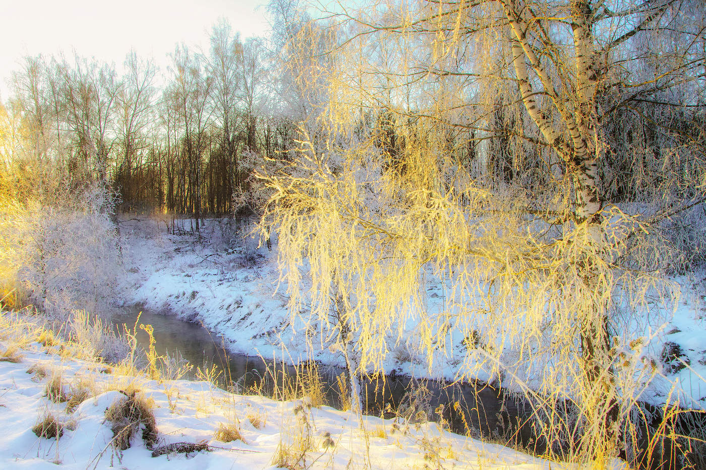 Золотая берёзка