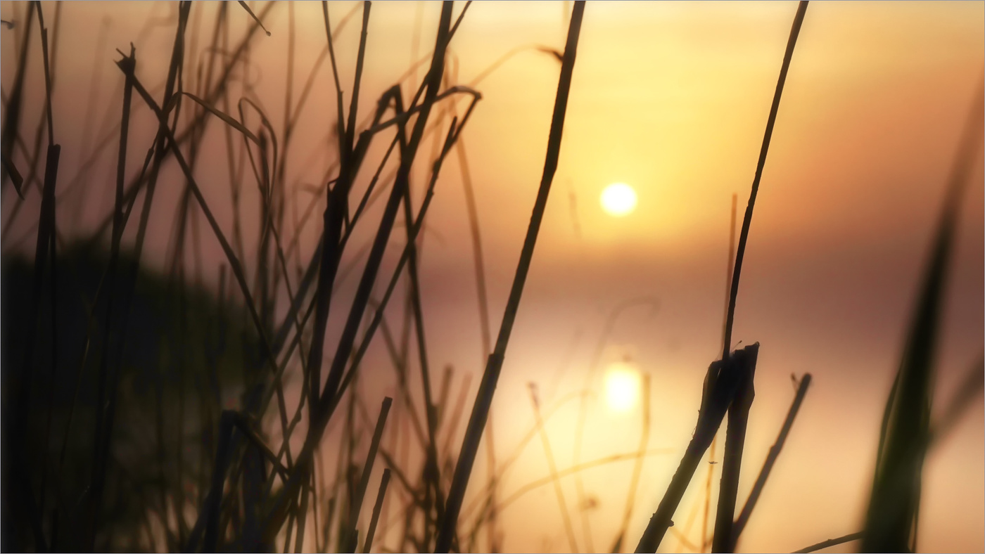 Утро в тростниках