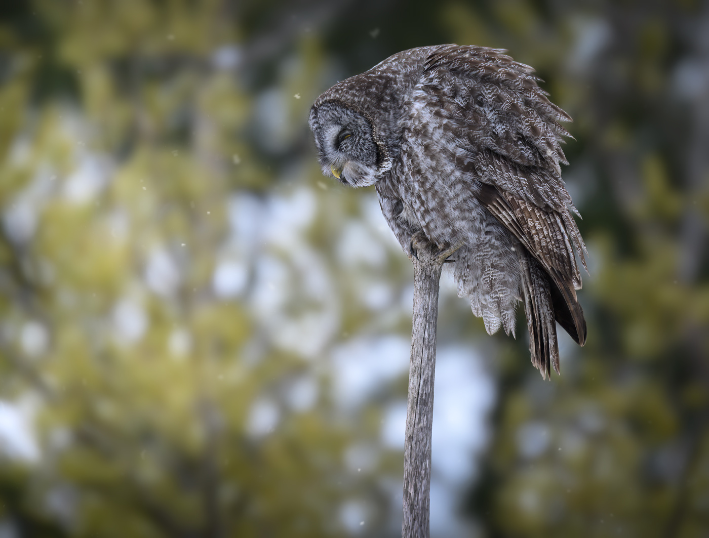 Great grey owl
