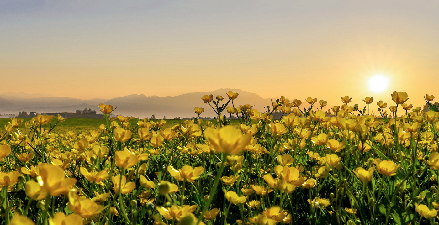 Весенние сны.