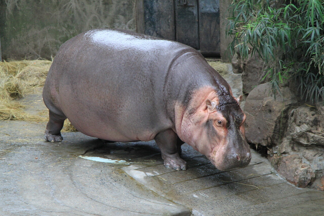 Надо на диету!