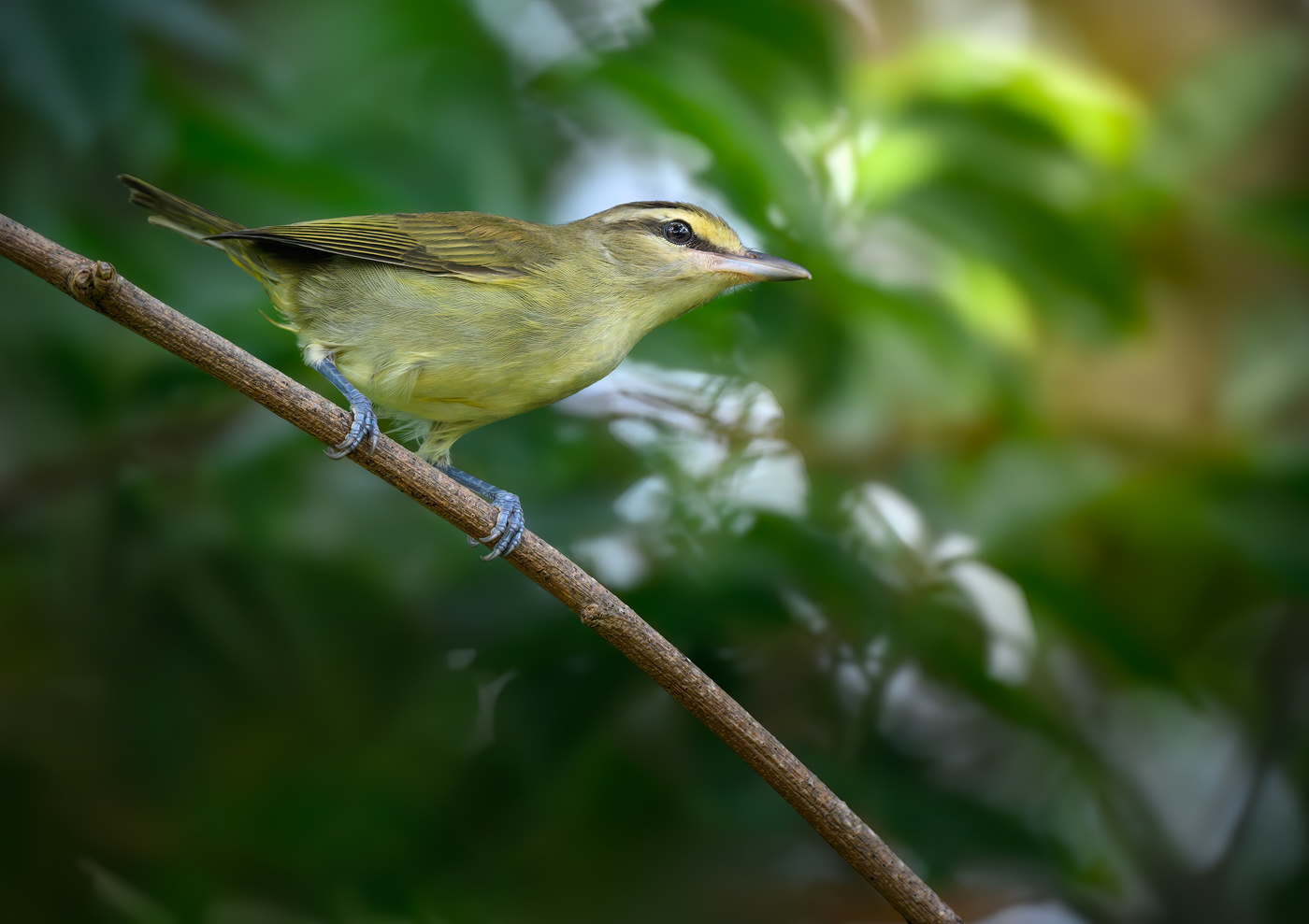 Yucatan Vireo