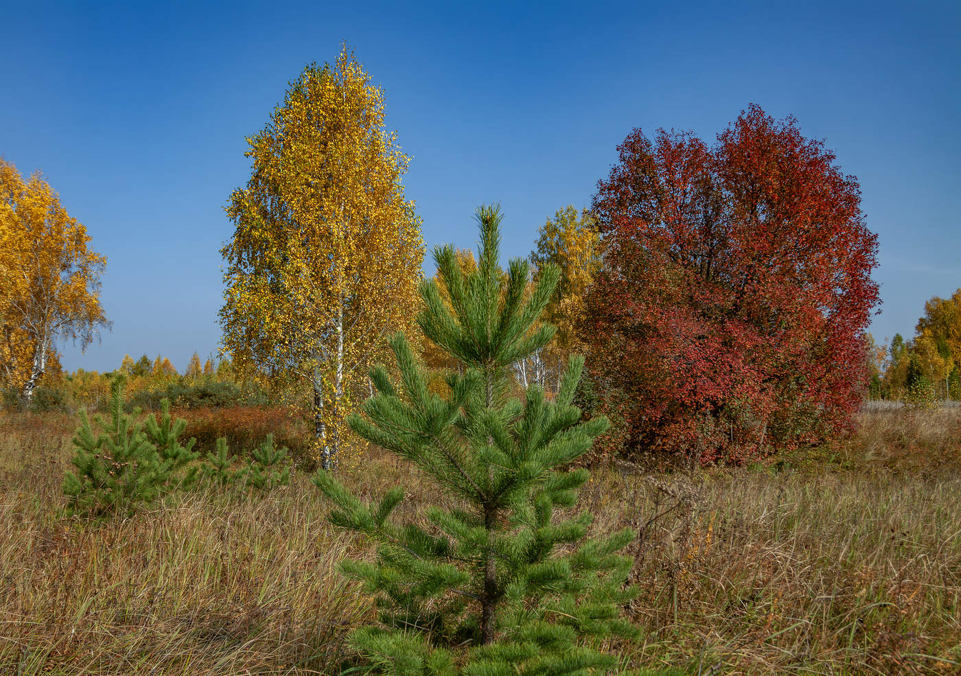 Красный,жёлтый,зелёный