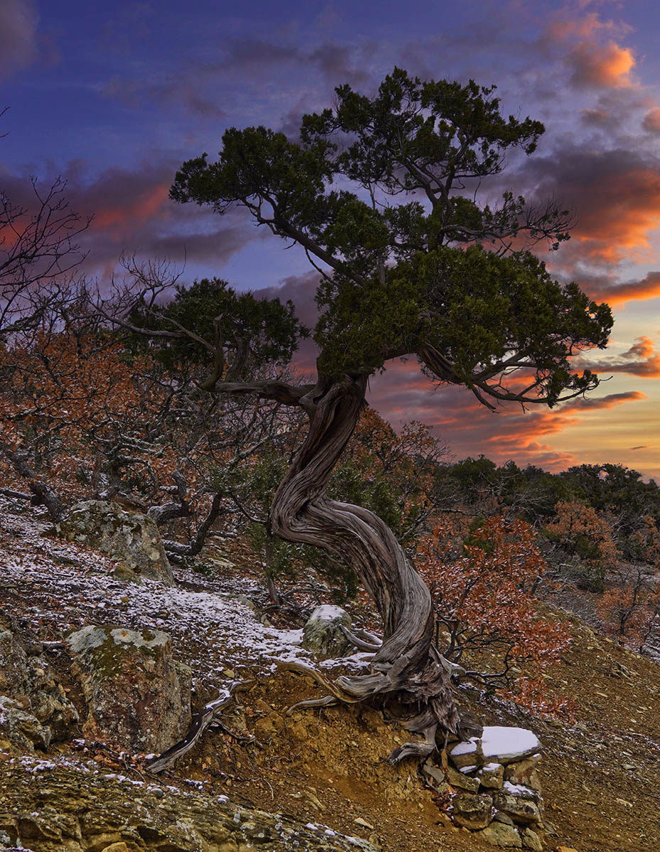 Можжевельник