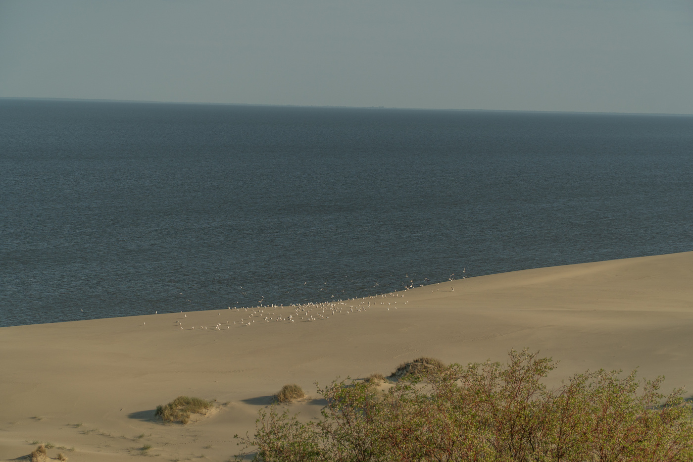 Куршская коса