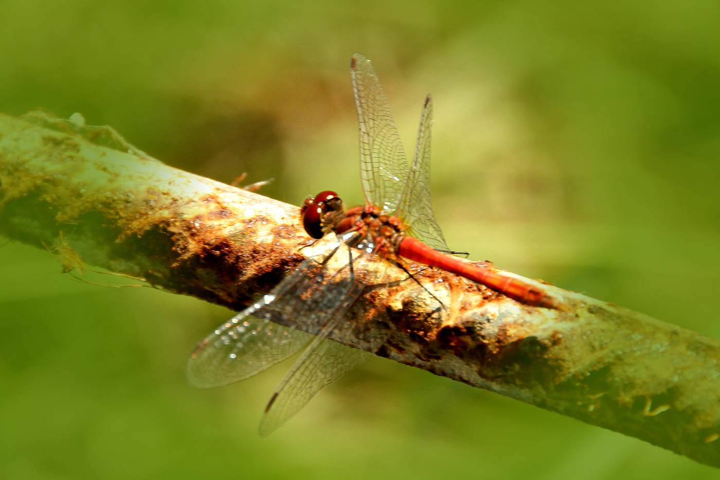 Вертолёт лета