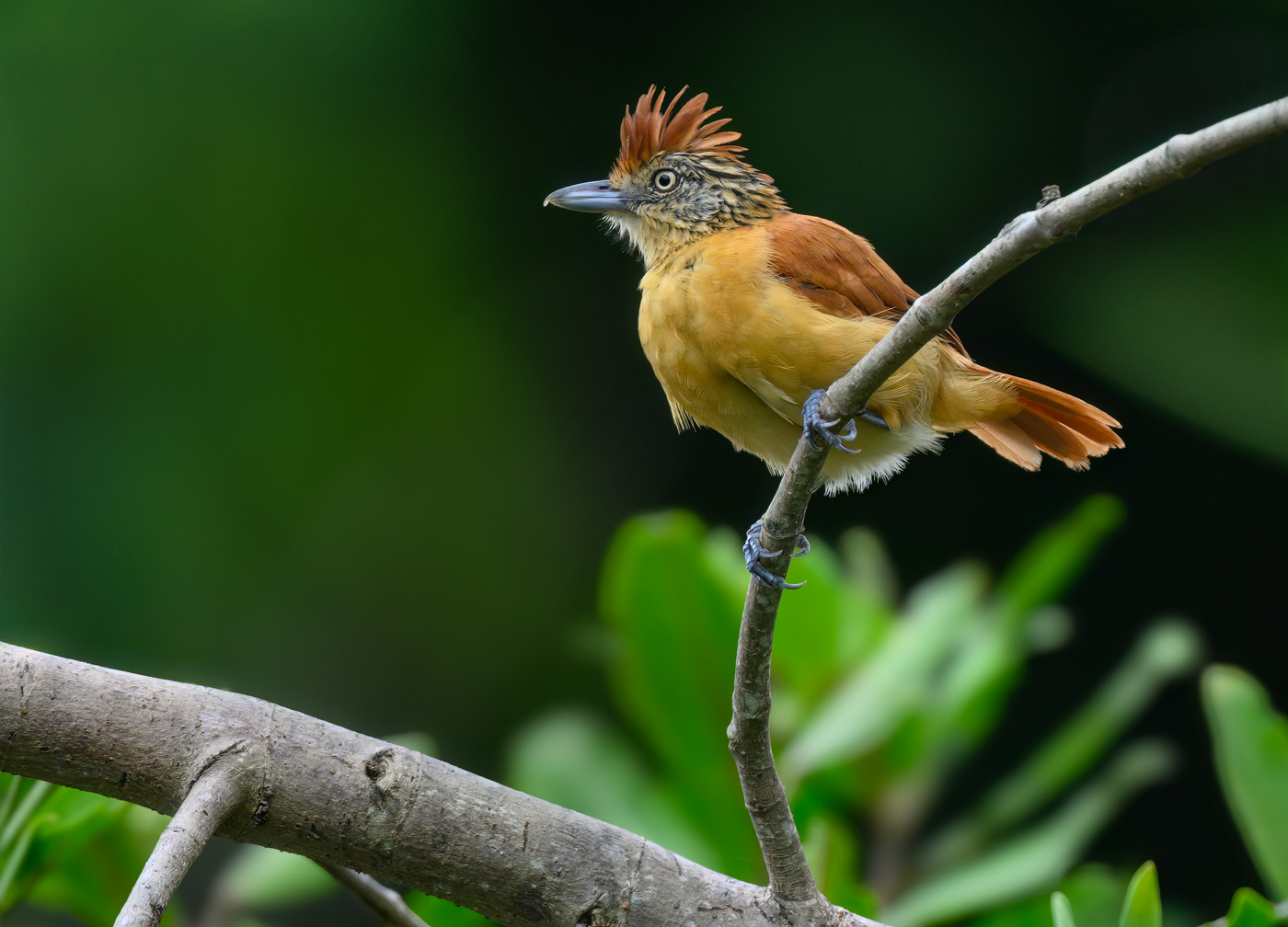 Barred Antshrike (f)