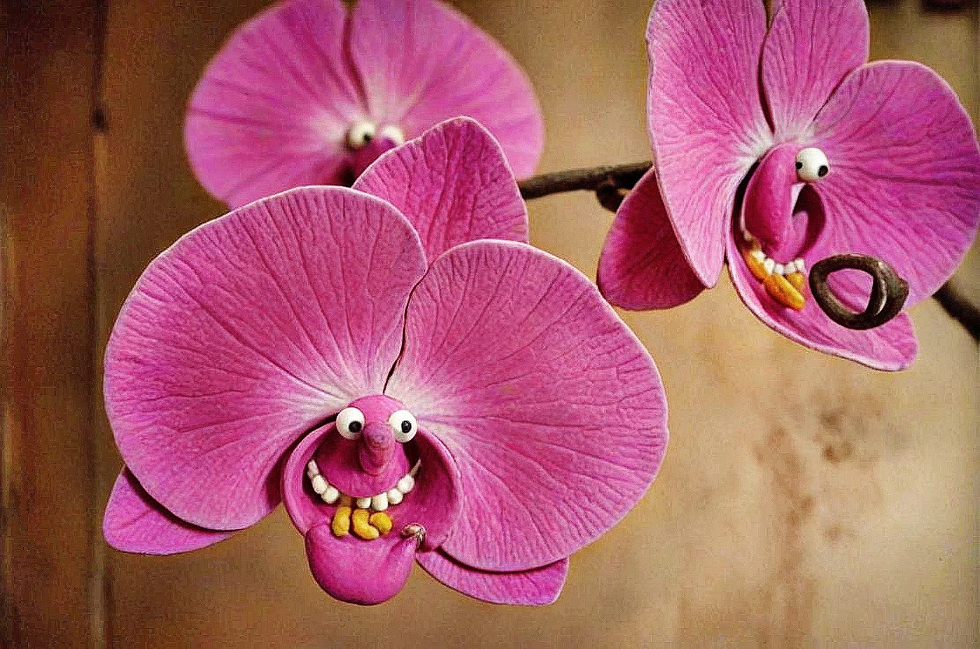 Весёлые орхидеи