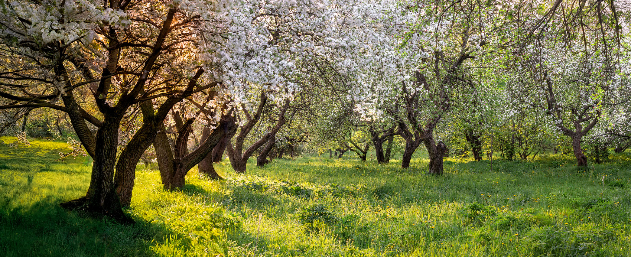 Вечерело в весеннем саду