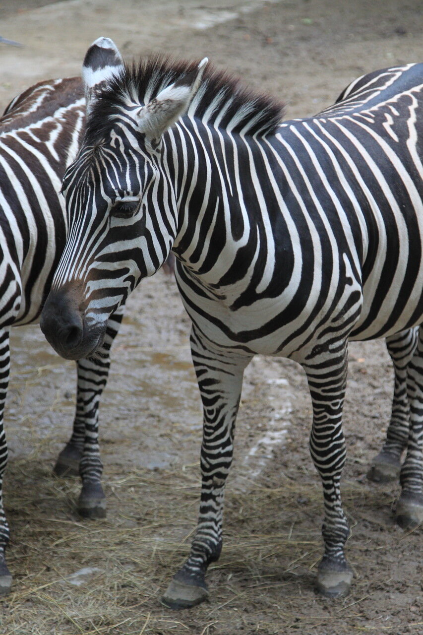 В Шанхайском зоо