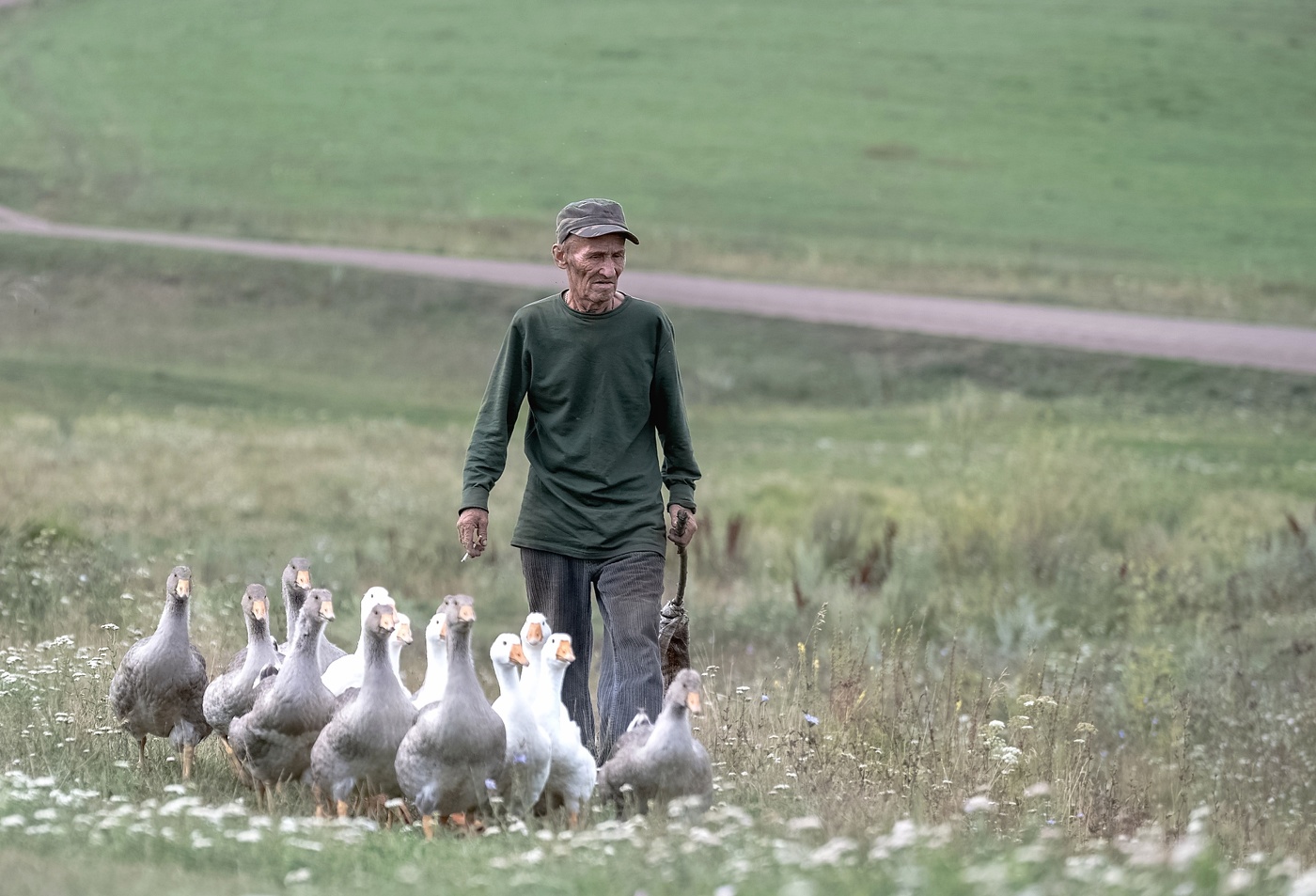 Выпас гусей