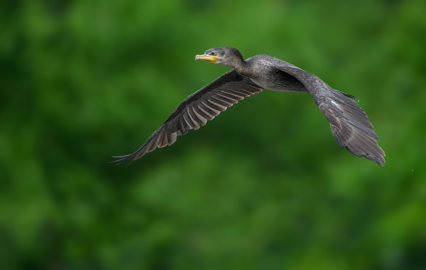 Neotropic Cormorant