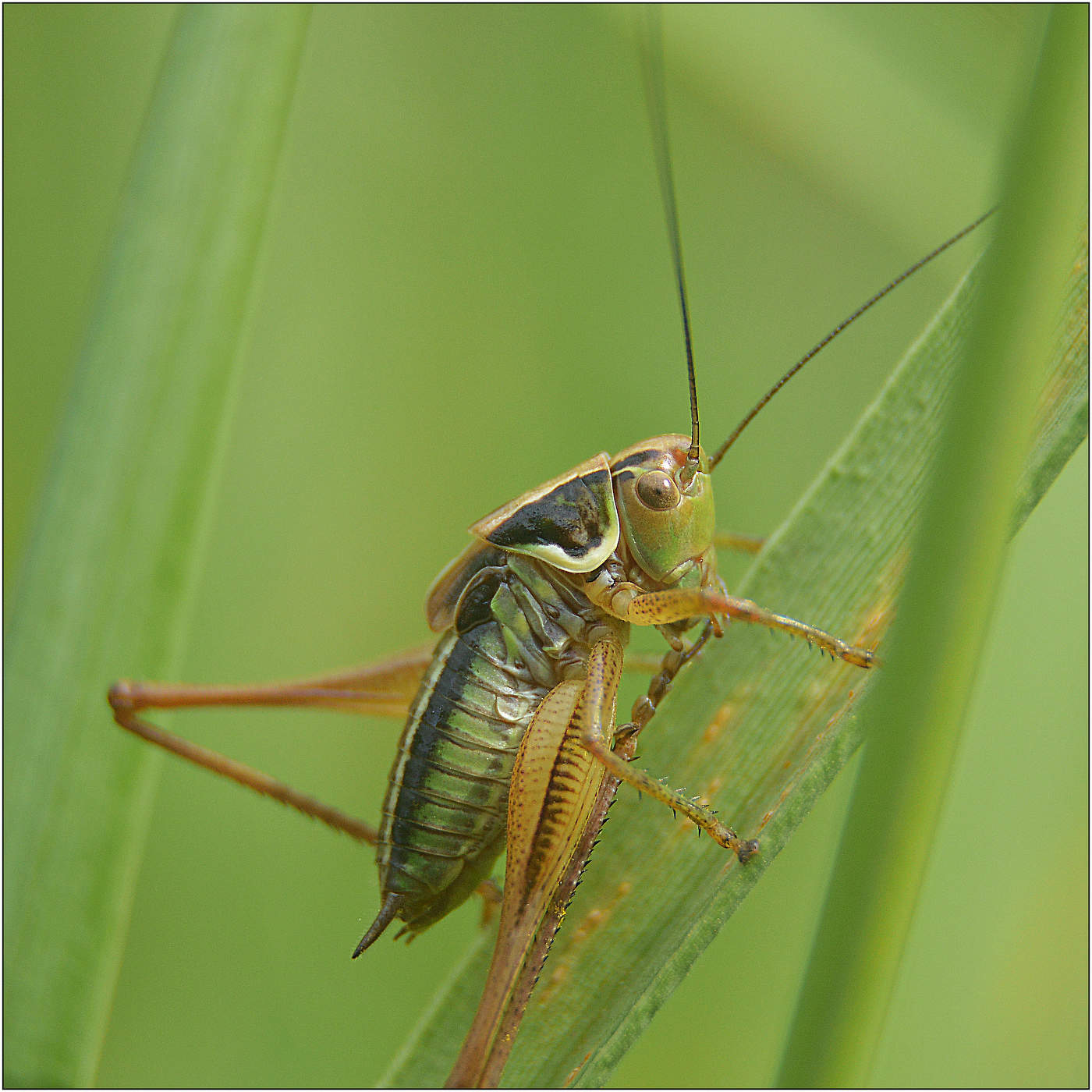 Скука на нашем лугу.