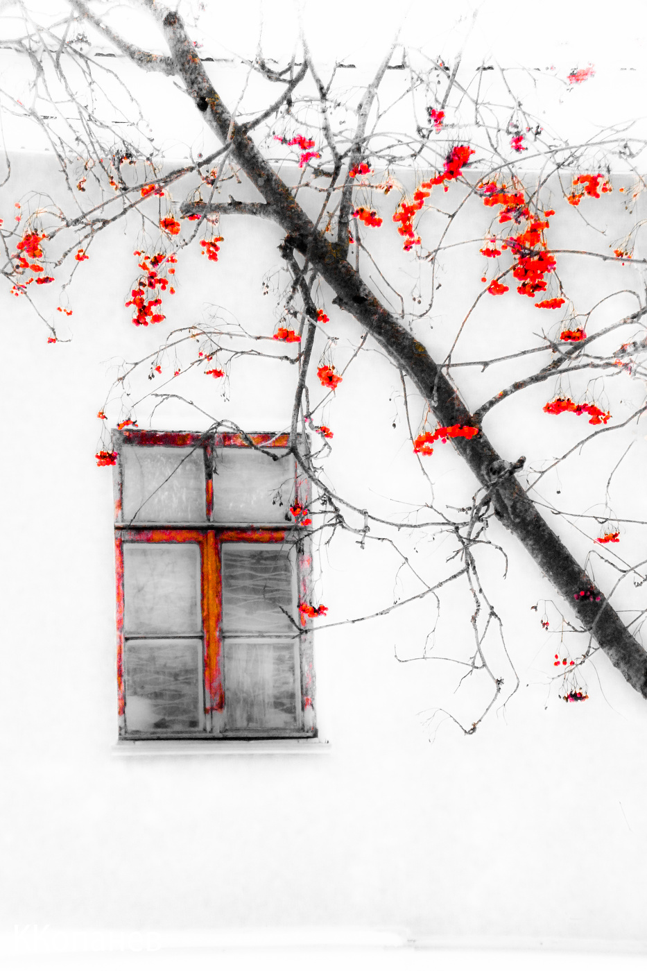 Рябина у окна