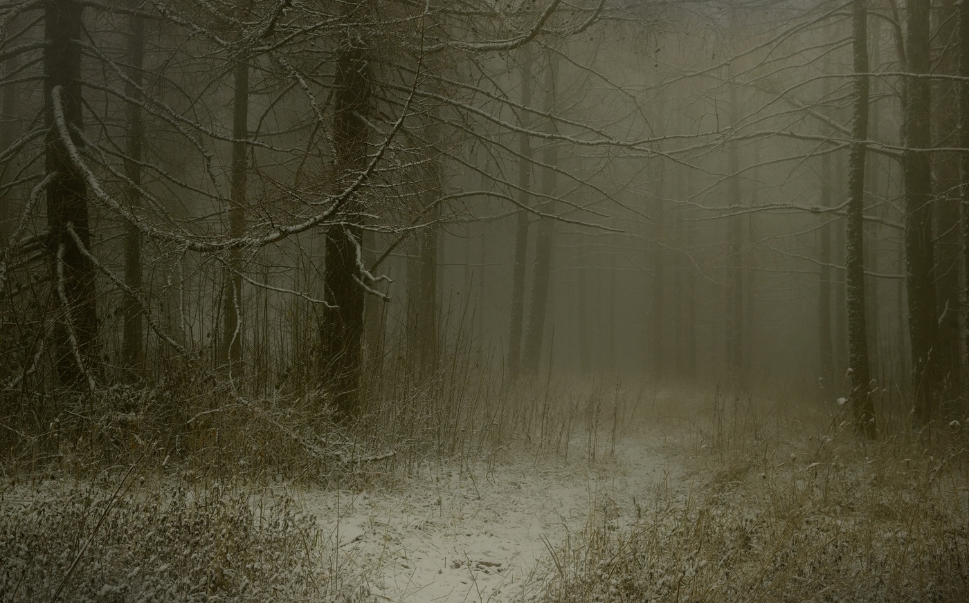 Туманное утро