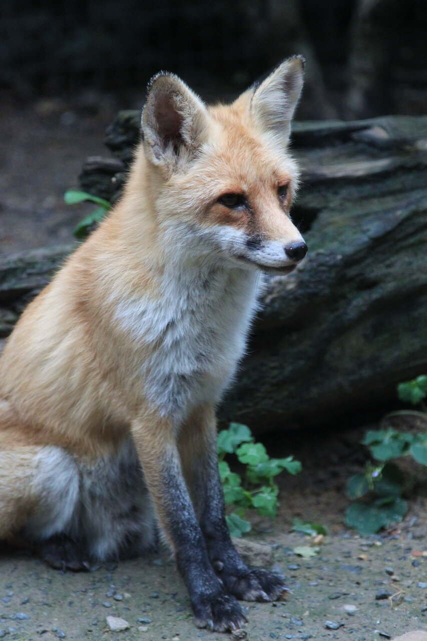 Рыжая плутовка